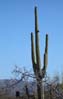 saguaronp2161