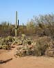 saguaronp2162