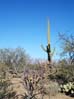 saguaronp2163