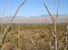 saguaronp2164