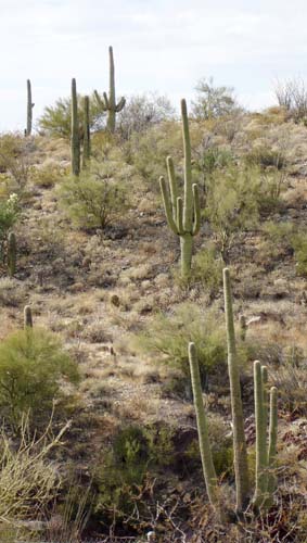 cacti2207