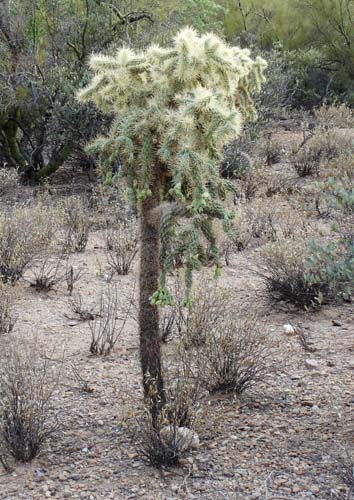 cholla2215