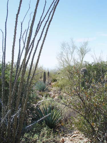 desertmuseum2177