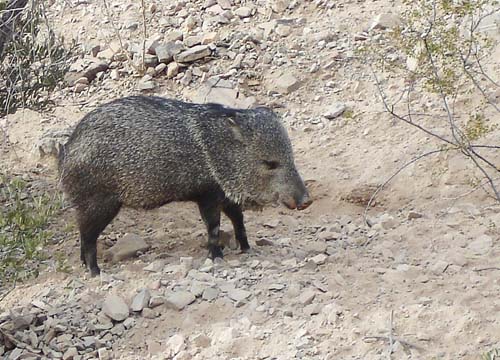 javelina2198