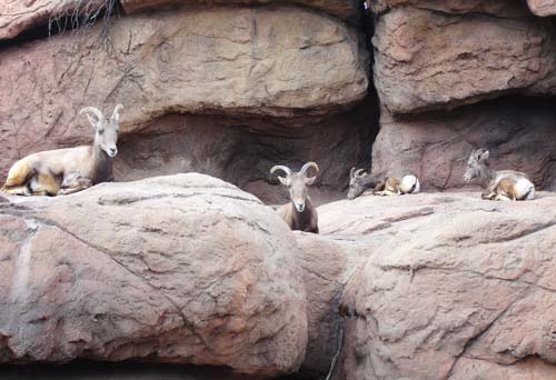 mtngoats2193