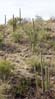cacti2207