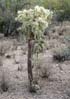 cholla2215