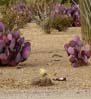 desert2214