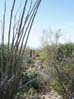 desertmuseum2177
