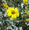 desertmuseum2178
