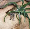margay2194
