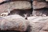 mtngoats2193