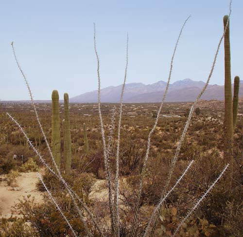 cacti2272