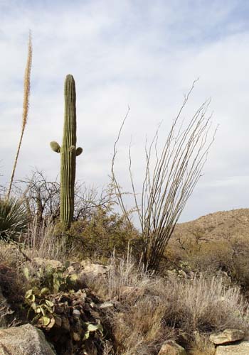 cacti2292