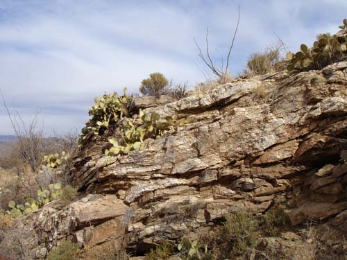 cactirocks2290