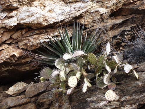 cactus2284