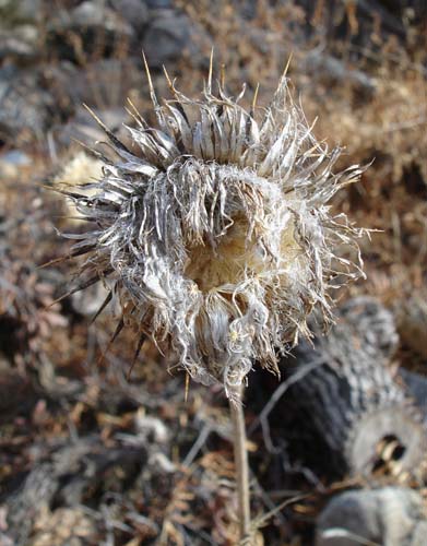 deadflower2299