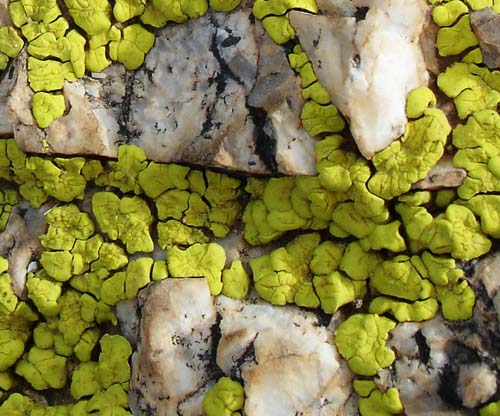 rockfungus2310