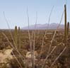 cacti2272
