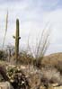 cacti2292
