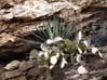 cactus2284