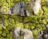 rockfungus2310