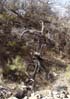 tree2296