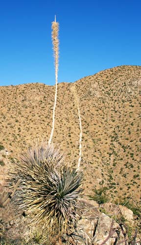 tucsonmtns2319
