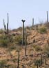 graftedcactus2341