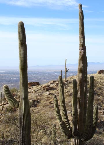 cactus2357