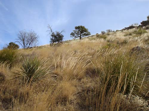 grasses2370