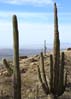 cactus2357
