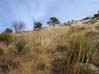 grasses2370