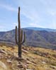 saguaro2386