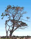 tree in the sunshine