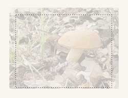 frame your picture in the matting
