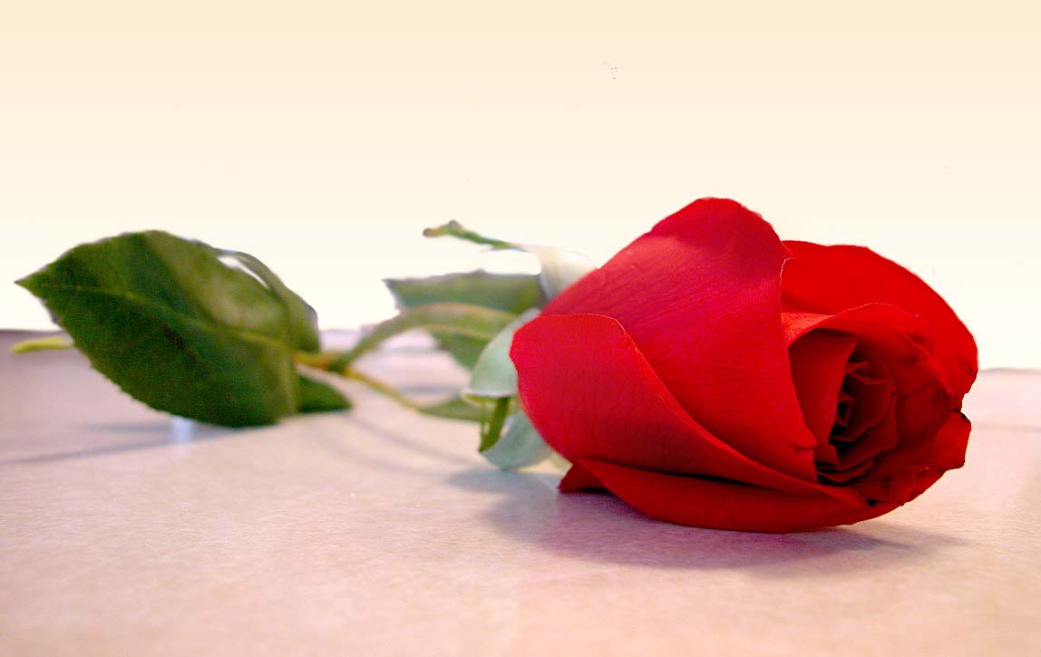 redrose0056